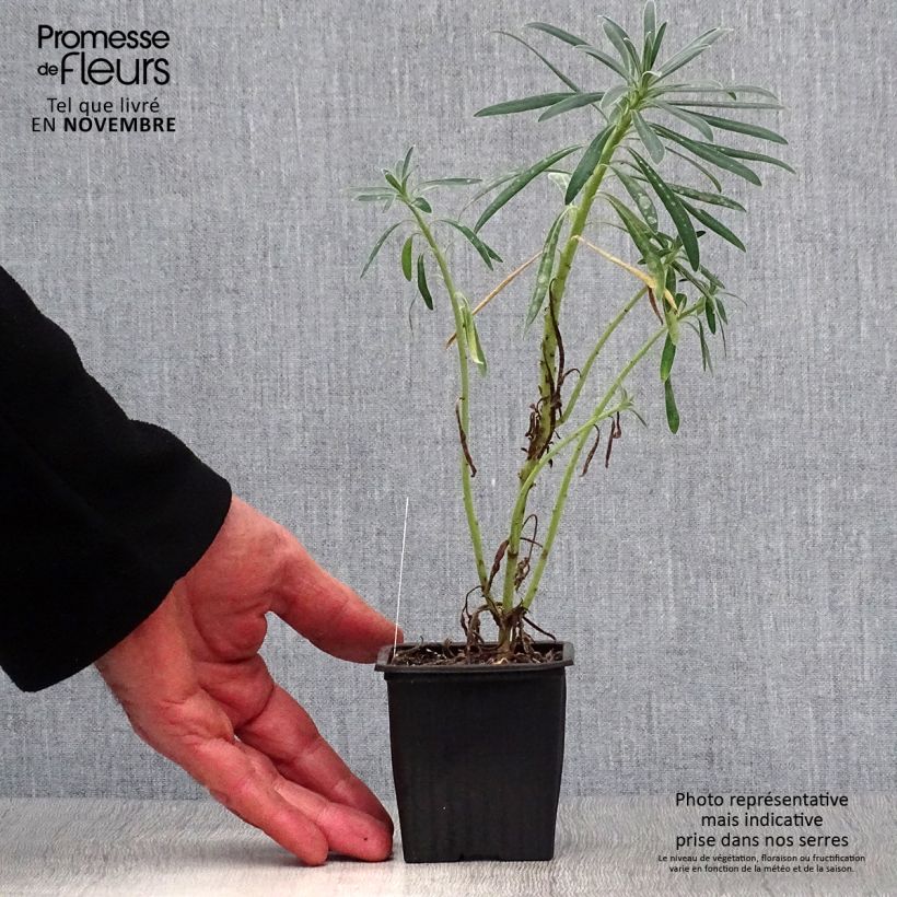 Exemplar von Euphorbia characias - Palisaden-Wolfsmilch Kleine Töpfe von 8/9 cm wie im Herbst geliefert
