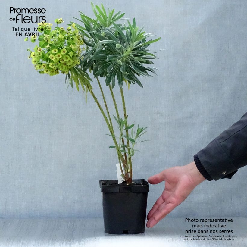 Exemplar von Euphorbia characias - Palisaden-Wolfsmilch Topf mit 2L/3L wie im Frühjahr geliefert