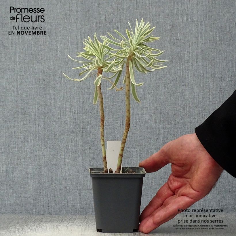 Exemplar von Euphorbia characias Tasmanian tiger - Palisaden-Wolfsmilch Kleine Töpfe von 8/9 cm wie im Herbst geliefert