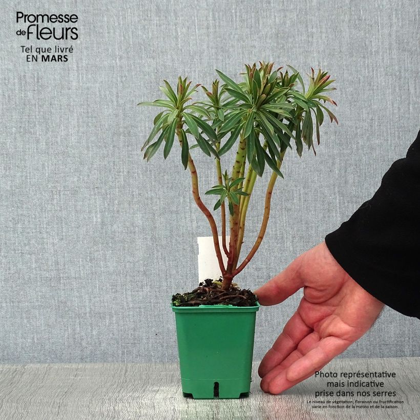 Exemplar von Euphorbia characias subsp. characias ssp. characias - Palisaden-Wolfsmilch Kleine Töpfe von 8/9 cm wie im Winter geliefert