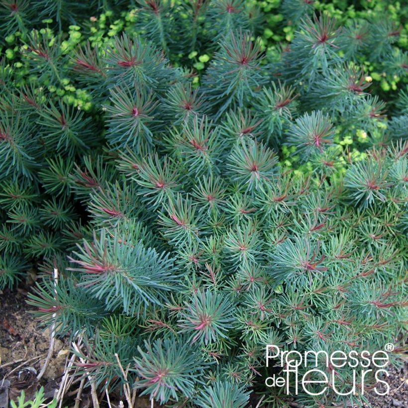 Euphorbia cyparissias Clarice Howard - Zypressen-Wolfsmilch (Laub)