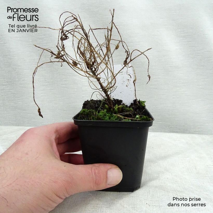 Exemplar von Euphorbia cyparissias Fens Ruby - Zypressen-Wolfsmilch Kleine Töpfe von 8/9 cm wie im Winter geliefert