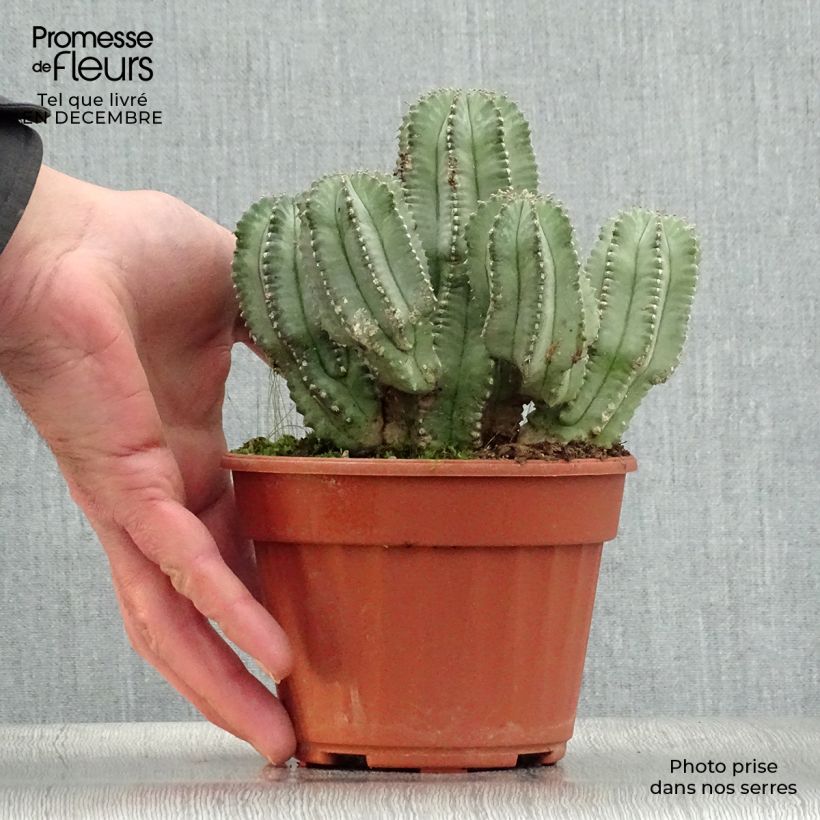 Exemplar von Euphorbia fruticosa Inermis - Wolfsmilch Topf 12 cm / 13 cm wie im Winter geliefert