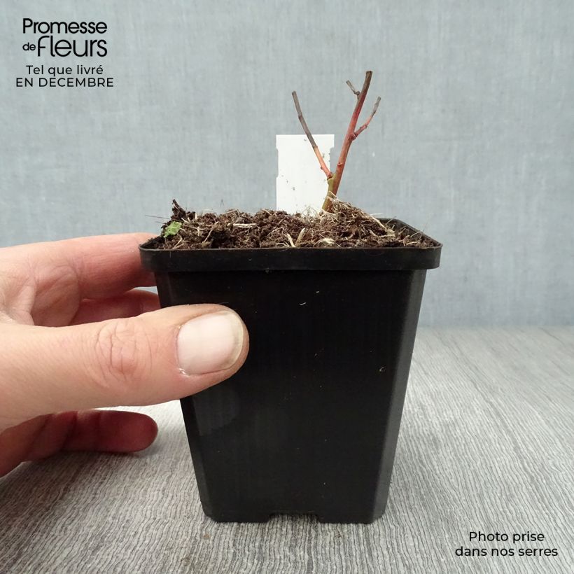 Exemplar von Euphorbia griffithii Fireglow - Griffiths Wolfsmilch Kleine Töpfe von 8/9 cm wie im Winter geliefert