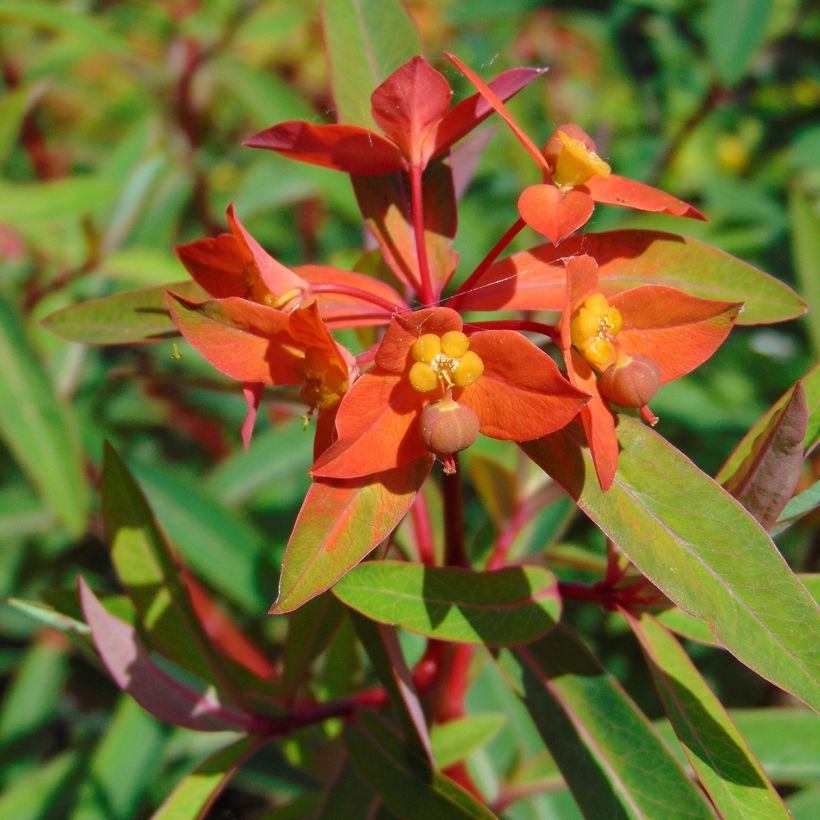 Euphorbia griffithii Fireglow - Griffiths Wolfsmilch (Blüte)