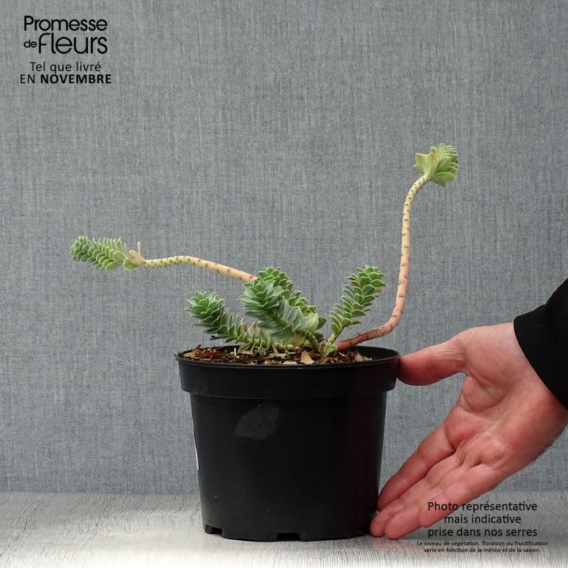 Exemplar von Euphorbia myrsinites - Blaugrüne Wolfsmilch Topf mit 2L/3L wie im Herbst geliefert