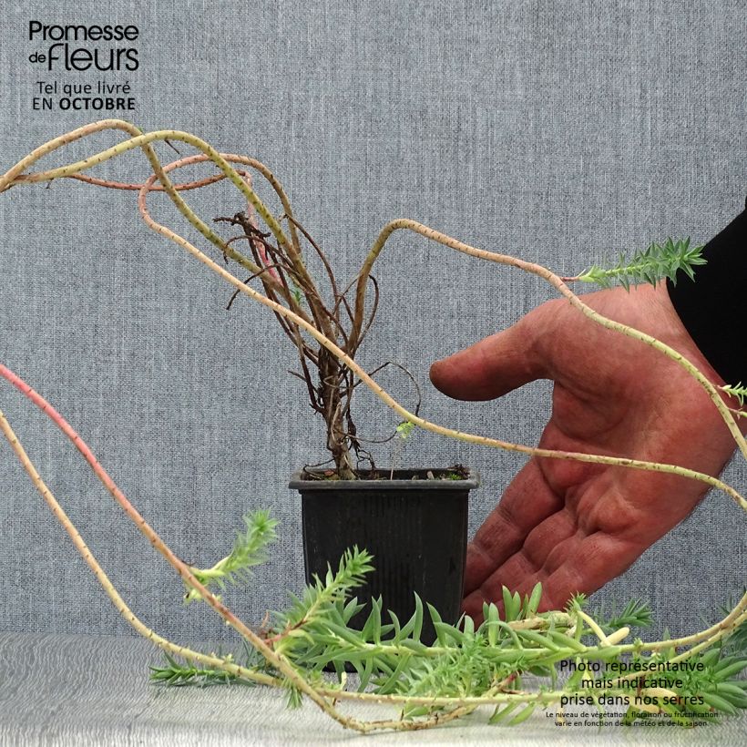 Exemplar von Euphorbia pithyusa subsp. cupanii Ponte Leccia - Sardische Wolfsmilch Kleine Töpfe von 8/9 cm wie im Herbst geliefert