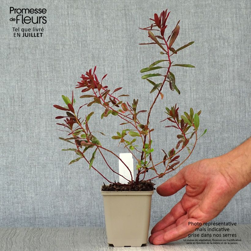 Exemplar von Euphorbia polychroma Bonfire - Gold-Wolfsmilch Kleine Töpfe von 8/9 cm wie im Sommer geliefert
