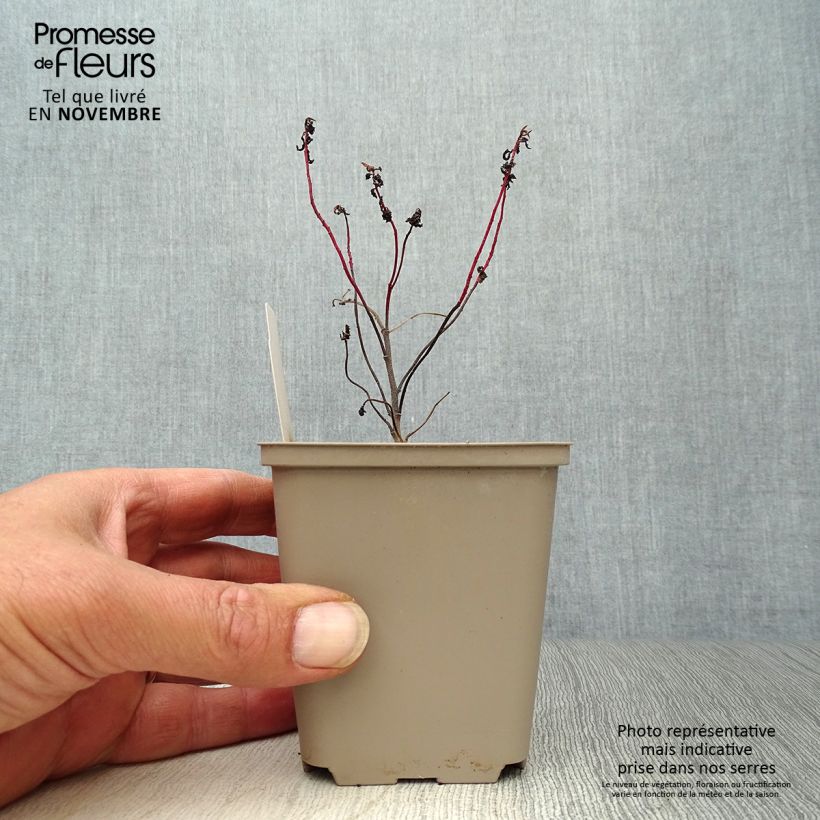 Exemplar von Euphorbia polychroma Purpurea - Gold-Wolfsmilch Kleine Töpfe von 8/9 cm wie im Herbst geliefert