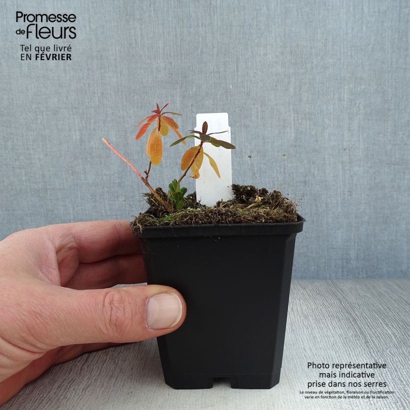 Exemplar von Euphorbia polychroma Purpurea - Gold-Wolfsmilch Kleine Töpfe von 8/9 cm wie im Winter geliefert