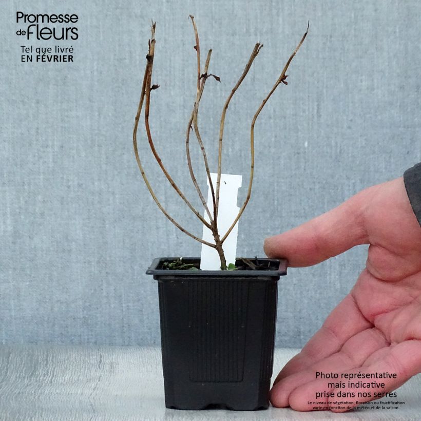 Exemplar von Euphorbia schillingii - Wolfsmilch Kleine Töpfe von 8/9 cm wie im Winter geliefert