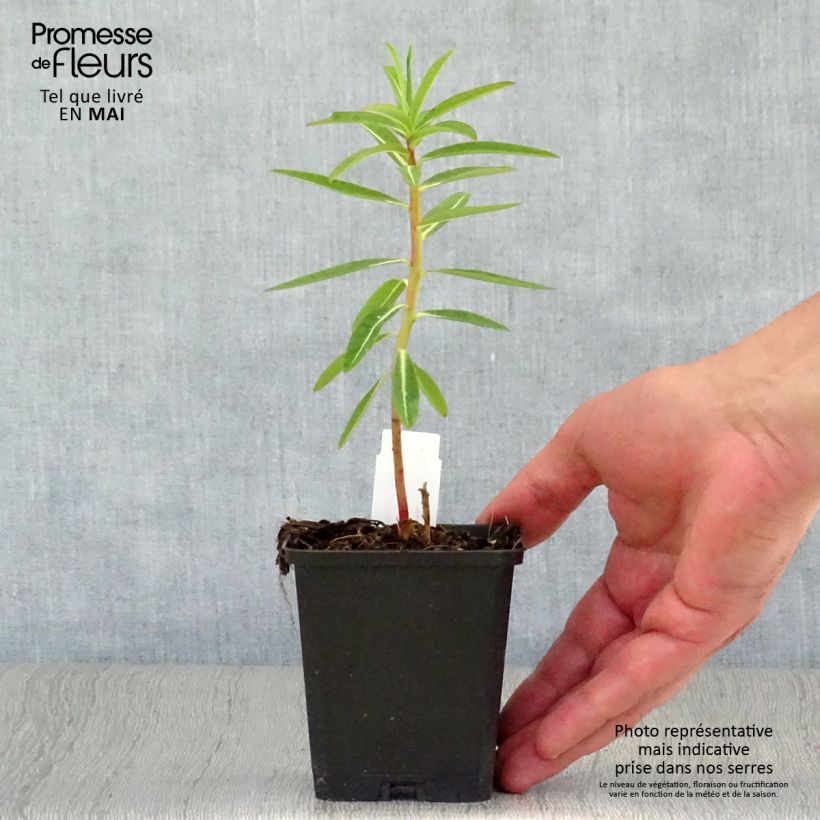 Exemplar von Euphorbia schillingii - Wolfsmilch Kleine Töpfe von 8/9 cm wie im Frühjahr geliefert