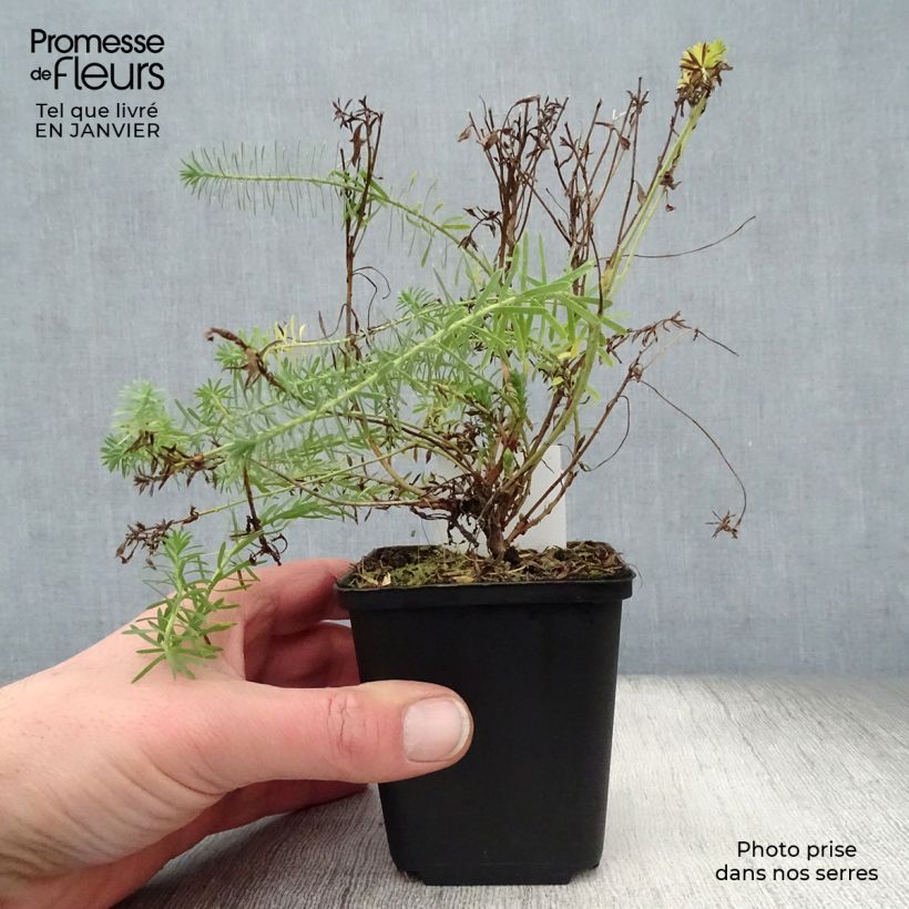 Exemplar von Euphorbia seguieriana subsp. niciciana - Steppen-Wolfsmilch Kleine Töpfe von 8/9 cm wie im Winter geliefert