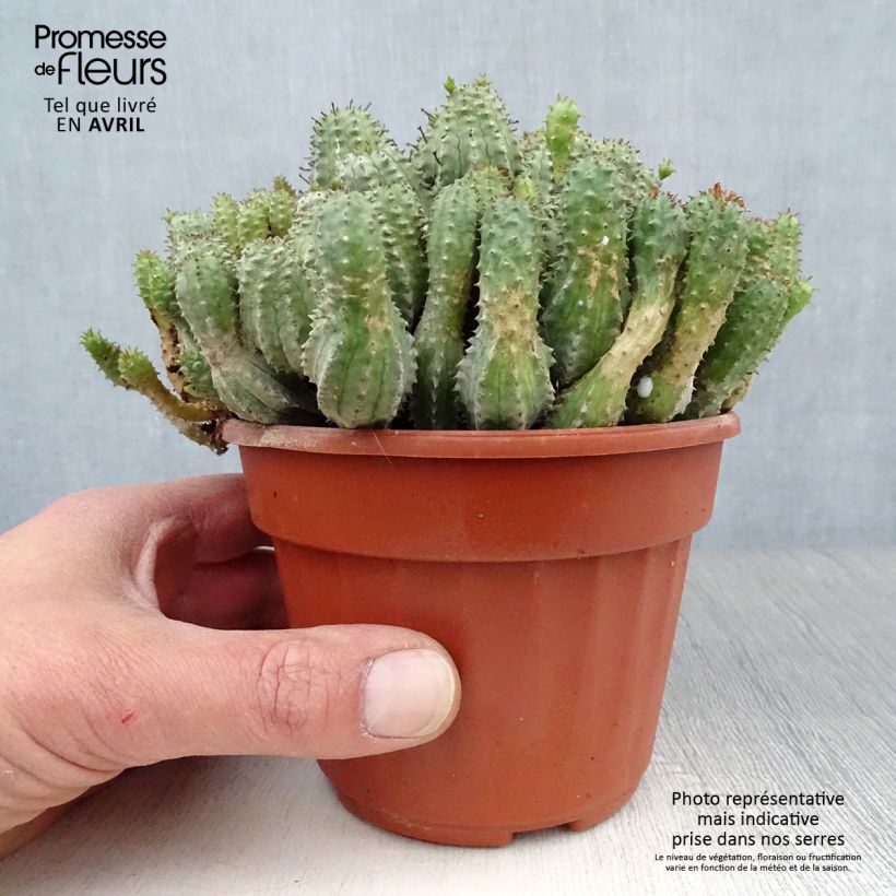Exemplar von Euphorbia submammillaris - Wolfsmilch Topf 12 cm / 13 cm wie im Frühjahr geliefert