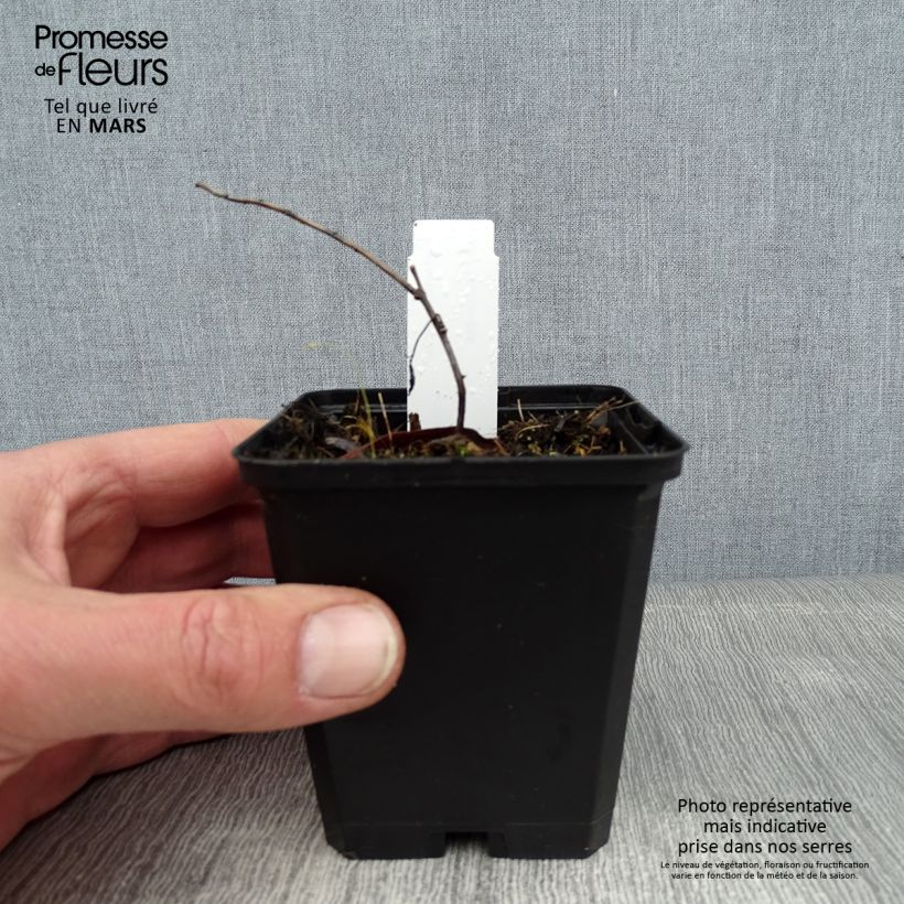 Exemplar von Euphorbia wallichii - Wallichs Wolfsmilch Kleine Töpfe von 8/9 cm wie im Winter geliefert