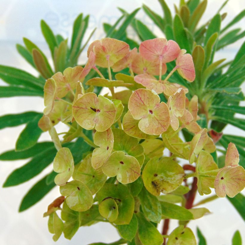Euphorbia martinii Baby Charm - Busch-Wolfsmilch (Blüte)