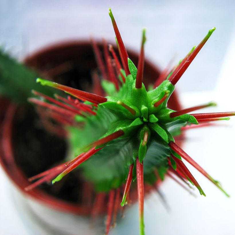 Euphorbia enopla (Laub)