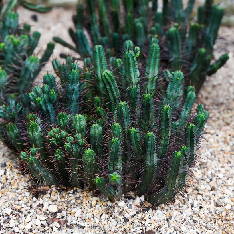 Euphorbia enopla (Wuchs)