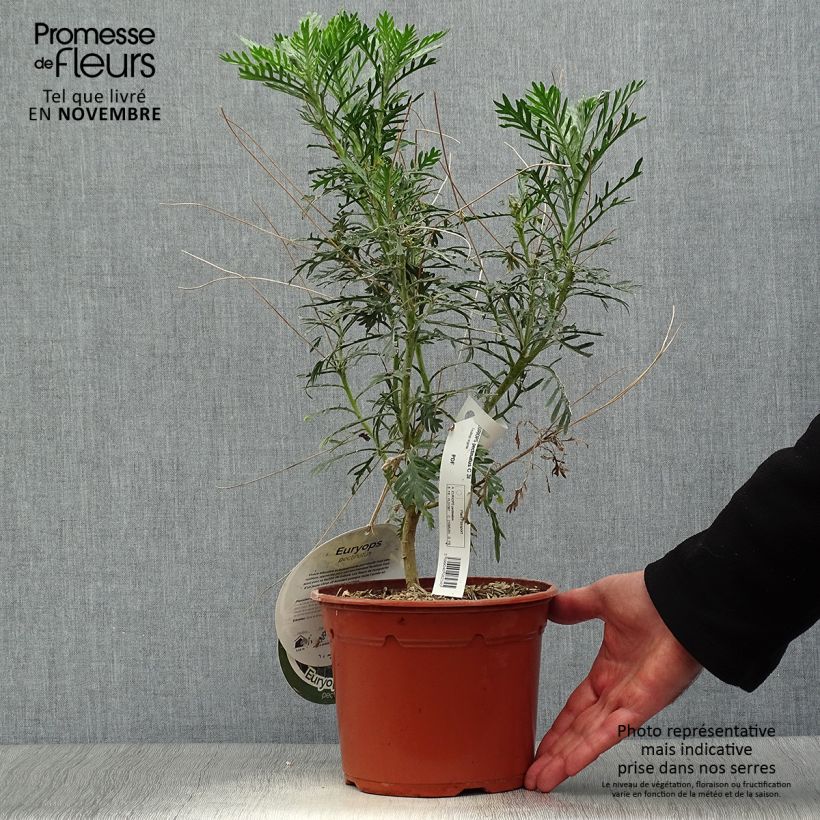 Exemplar von Euryops pectinatus - Goldmargerite Topf mit 2L/3L wie im Herbst geliefert
