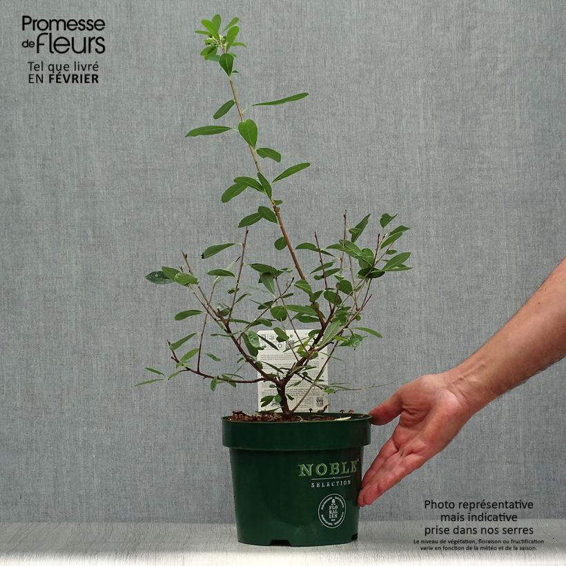 Exemplar von Prunkspiere Niagara - Exochorda racemosa Topf mit 3L/4L wie im Herbst geliefert