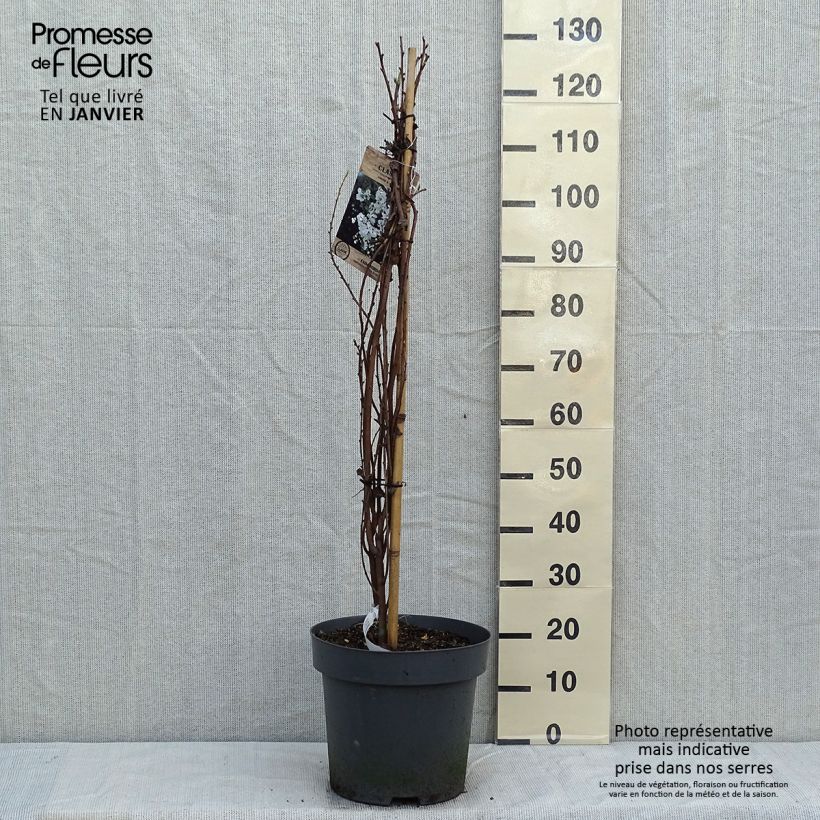 Exemplar von Prunkspiere The Bride - Exochorda macrantha Topf mit 12L/15L wie im Winter geliefert