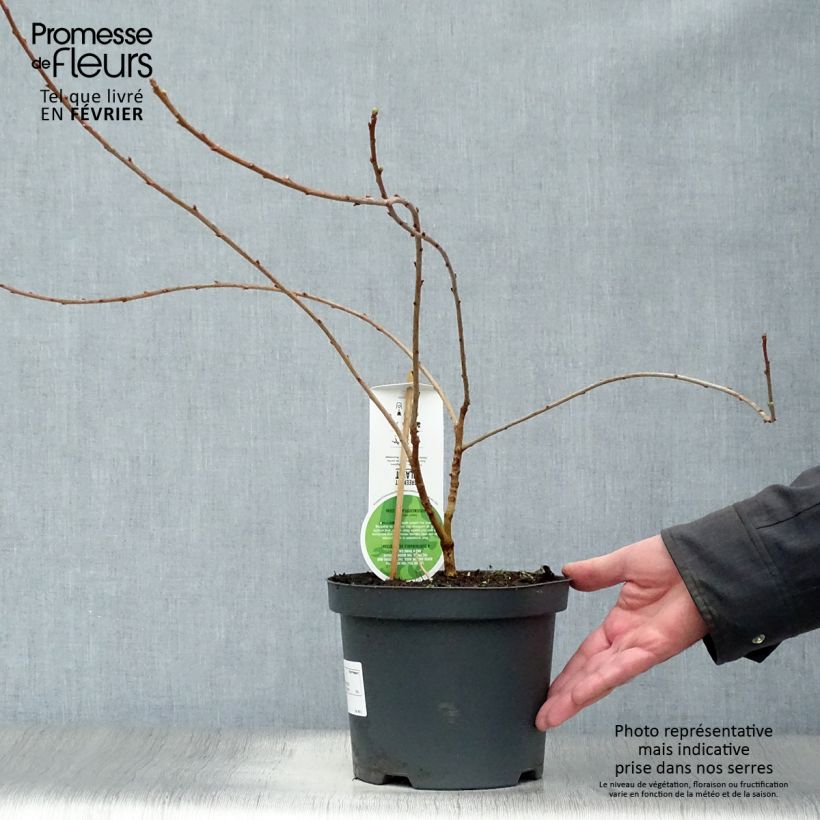 Exemplar von Prunkspiere The Bride - Exochorda macrantha Topf mit 2L/3L wie im Winter geliefert