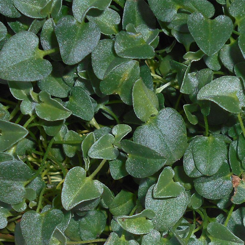 Falkia repens (Laub)