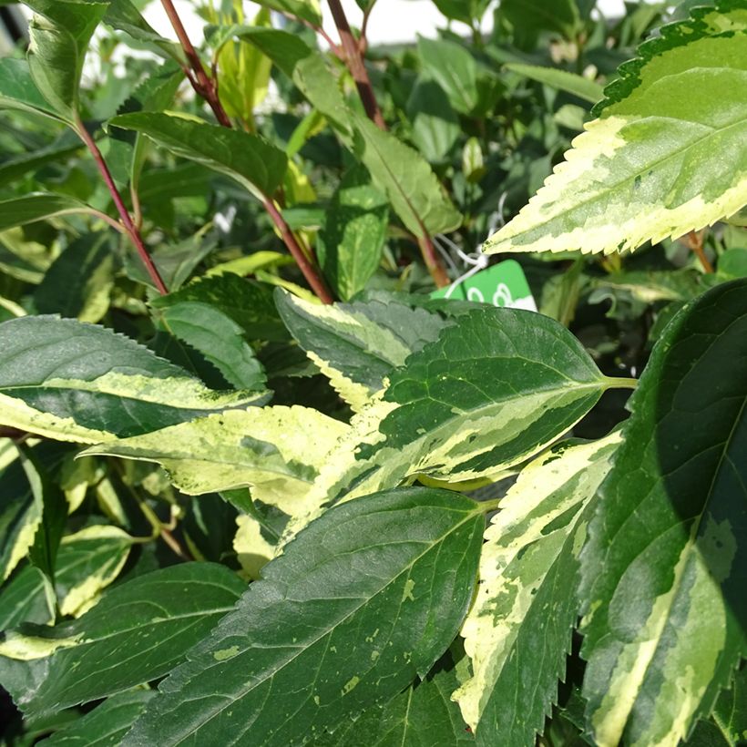 Goldglöckchen Variegata - Forsythie (Laub)