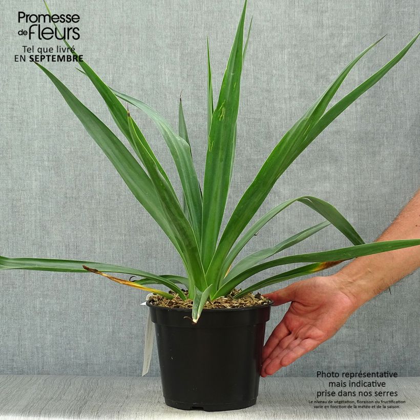 Exemplar von Furcraea bedinghausii Topf mit 3L/4L wie im Herbst geliefert