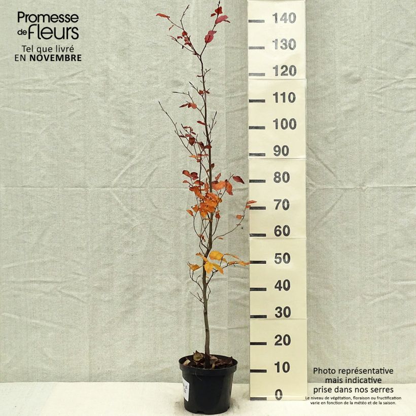 Exemplar von Rotbuche Atropurpurea - Fagus sylvatica Topf mit 4L/5L wie im Herbst geliefert