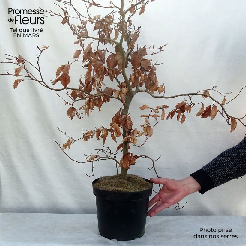 Exemplar von Rotbuche Atropurpurea - Fagus sylvatica Topf mit 4L/5L wie im Frühjahr geliefert