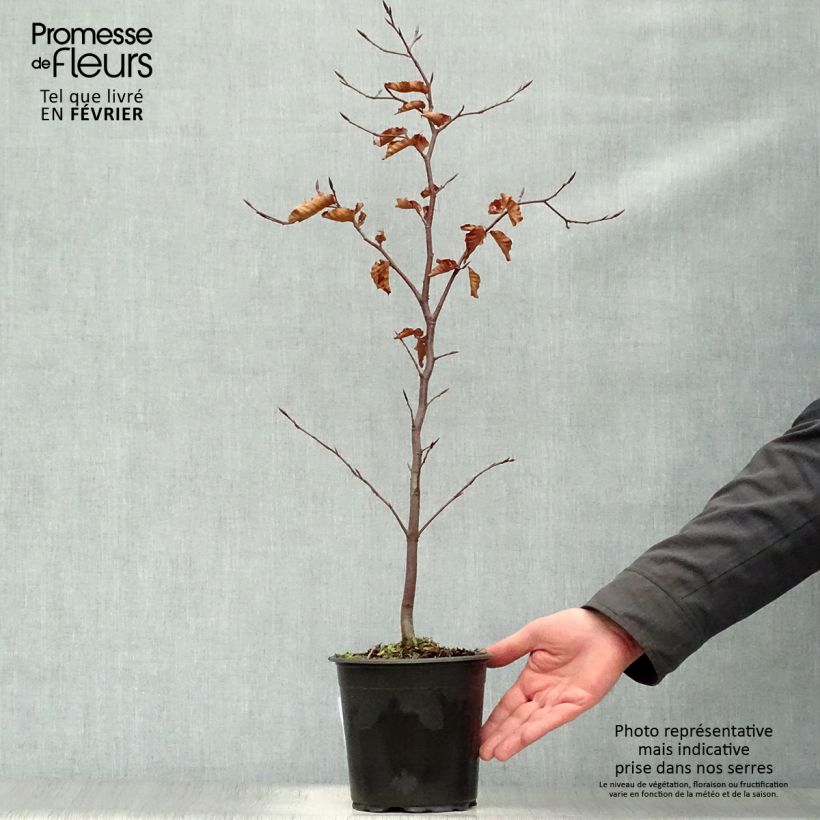 Exemplar von Rotbuche Atropurpurea - Fagus sylvatica Topf mit 2L/3L wie im Winter geliefert