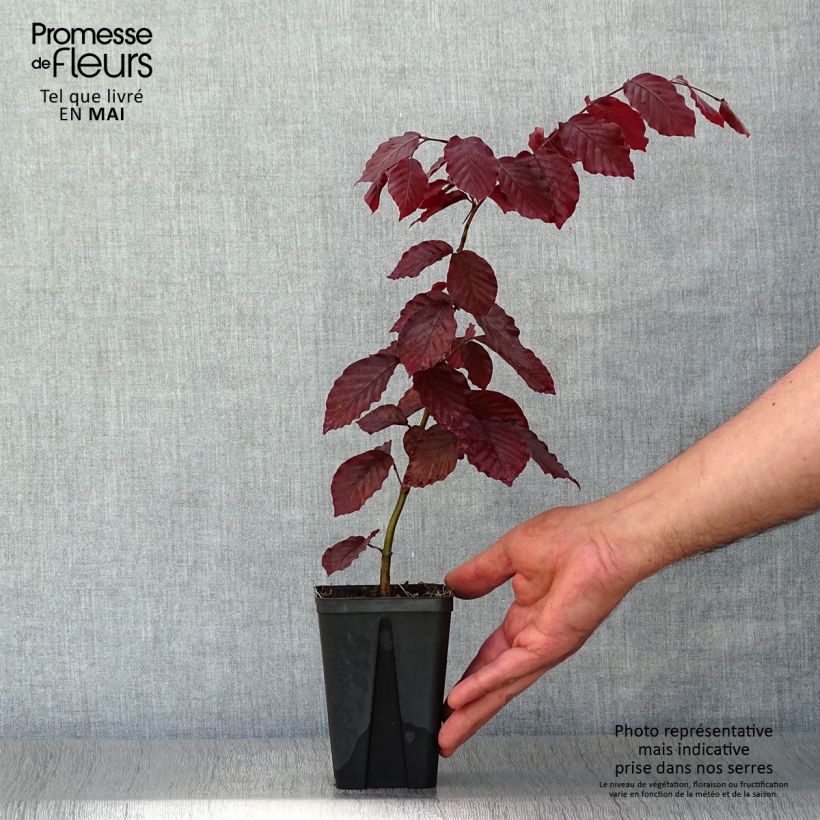 Exemplar von Rotbuche Atropurpurea - Fagus sylvatica Kleine Töpfe von 8/9 cm wie im Frühjahr geliefert