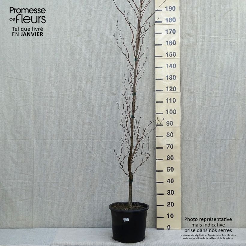 Exemplar von Rotbuche Dawyck Gold - Fagus sylvatica Topf mit 7,5L/10L wie im Winter geliefert