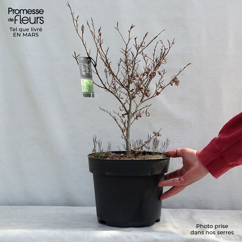 Exemplar von Rotbuche Mercedes - Fagus sylvatica Topf mit 4L/5L wie im Winter geliefert
