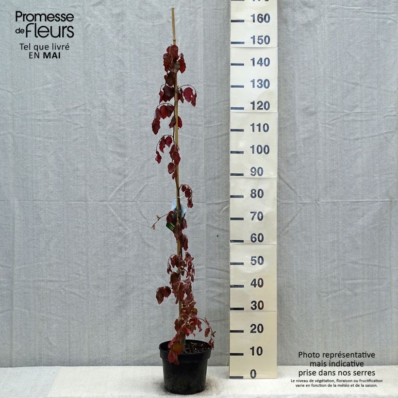 Exemplar von Rotbuche Purple Fountain - Fagus sylvatica Topf mit 4L/5L wie im Frühjahr geliefert