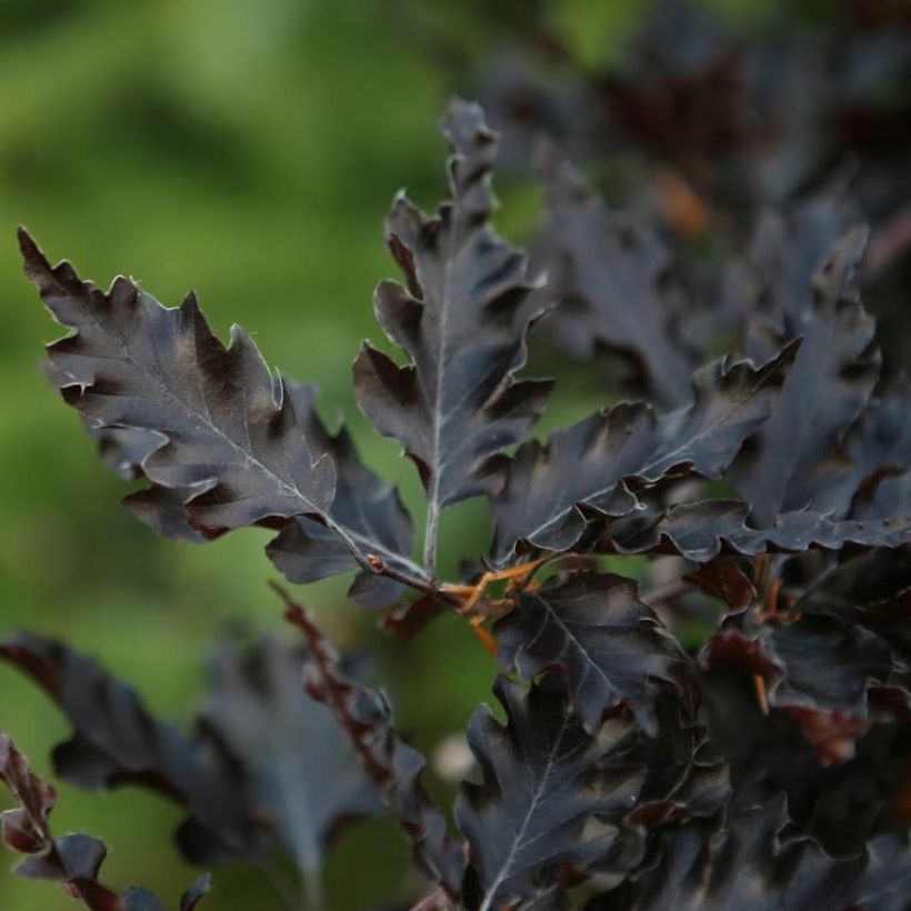 Rotbuche Rohan Weeping - Fagus sylvatica (Laub)