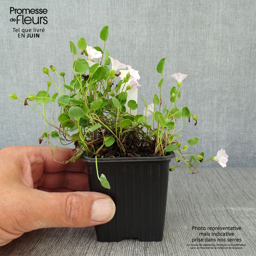 Exemplar von Falkia repens Kleine Töpfe von 8/9 cm wie im Sommer geliefert