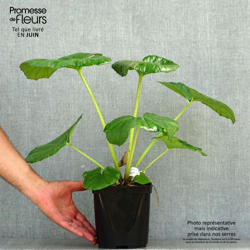 Exemplar von Farfugium japonicum Gigantea - Japanischer Scheingoldkolben Topf mit 3L/4L wie im Sommer geliefert