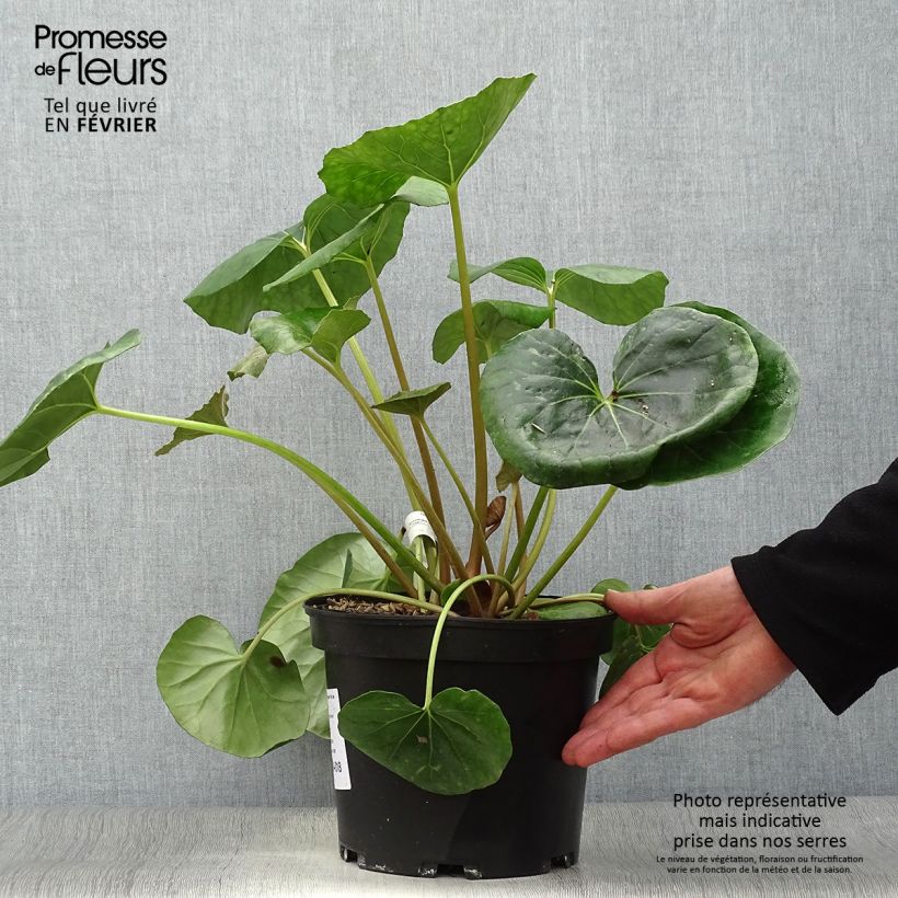 Exemplar von Farfugium japonicum Gigantea - Japanischer Scheingoldkolben Topf mit 3L/4L wie im Winter geliefert