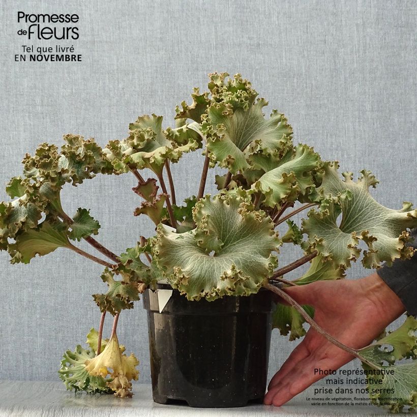 Exemplar von Farfugium japonicum Wavy Gravy - Japanischer Scheingoldkolben Topf mit 2L/3L wie im Herbst geliefert