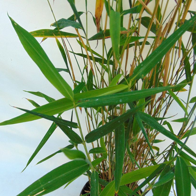 Fargesia papyrifera Blue Dragon - Bambus (Laub)