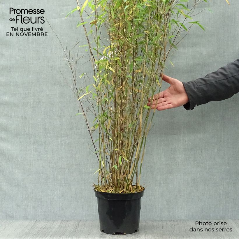Exemplar von Fargesia Winter Joy - Bambus Topf mit 4L/5L wie im Herbst geliefert