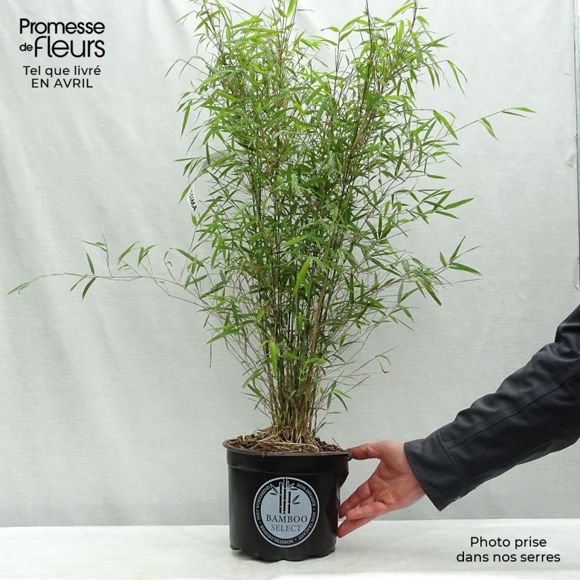 Exemplar von Fargesia angustissima - Bambus Topf mit 4L/5L wie im Frühjahr geliefert