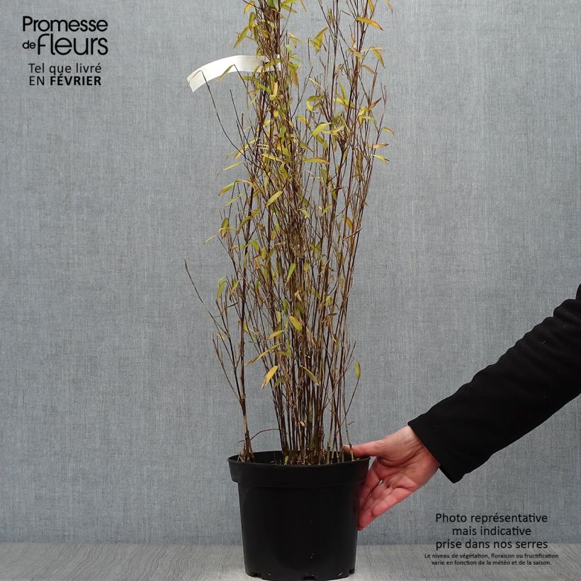 Exemplar von Fargesia demissa Gerry - Bambus Topf mit 4L/5L wie im Winter geliefert