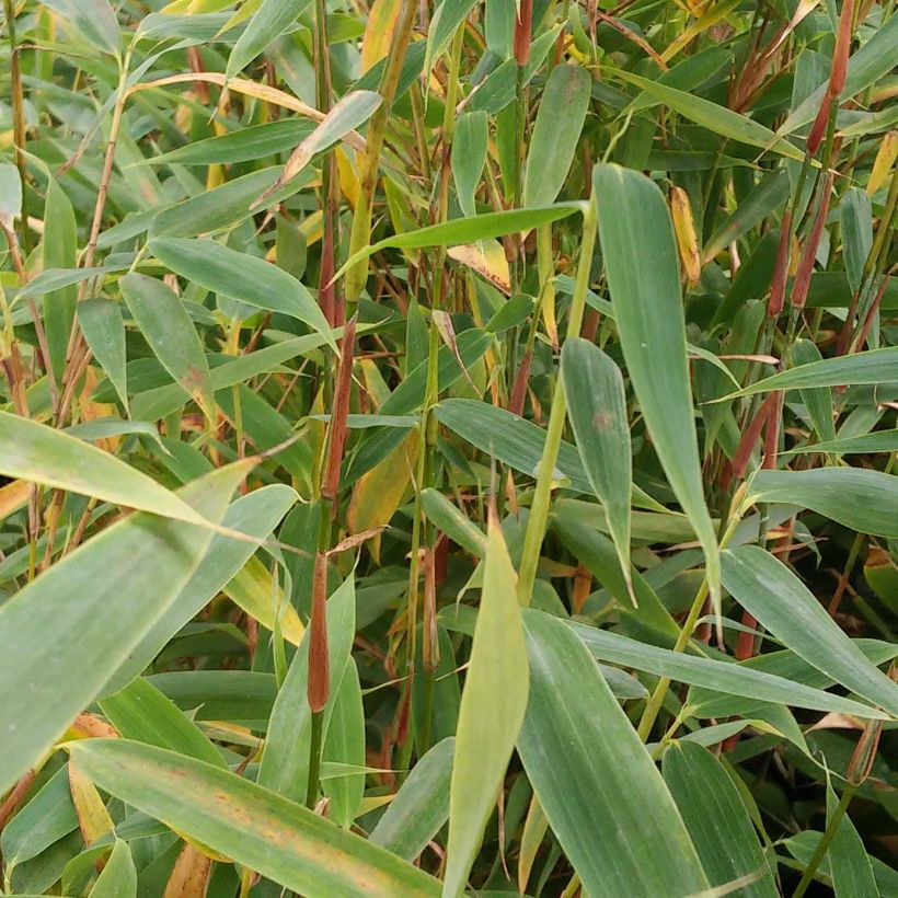 Fargesia murielae Panda - Bambus (Laub)