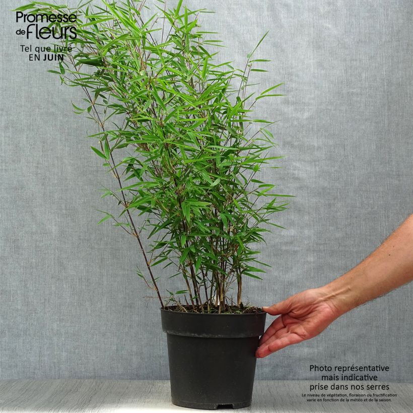 Exemplar von Fargesia nitida Black Pearl - Bambus Topf mit 4L/5L wie im Sommer geliefert