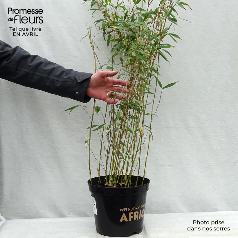 Exemplar von Fargesia nitida Great Wall - Bambus Topf mit 7,5L/10L wie im Frühjahr geliefert