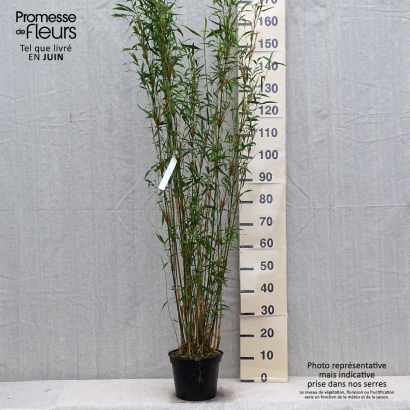 Exemplar von Fargesia papyrifera Blue Dragon - Bambus Topf mit 4L/5L wie im Sommer geliefert