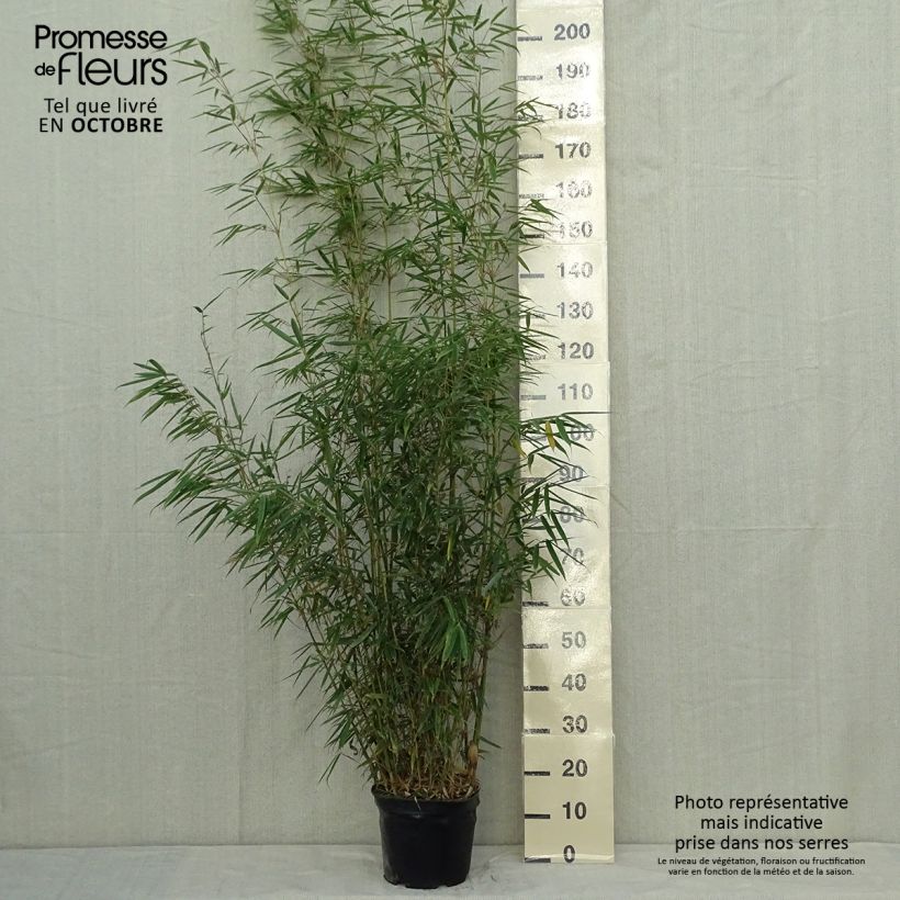 Exemplar von Fargesia robusta - Bambus Topf mit 4L/5L wie im Herbst geliefert